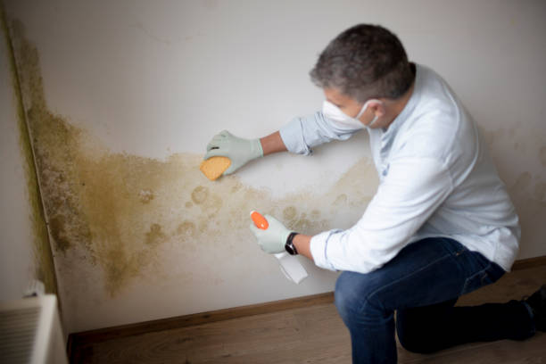 Best Mold Removal for HVAC Installations  in Forest City, FL